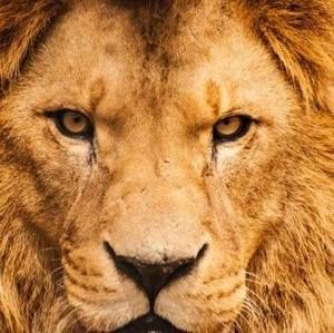 Meet your Posher, Joel